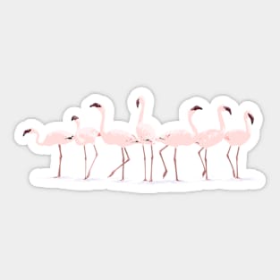 Feeding Flamingos - Turquoise Sticker